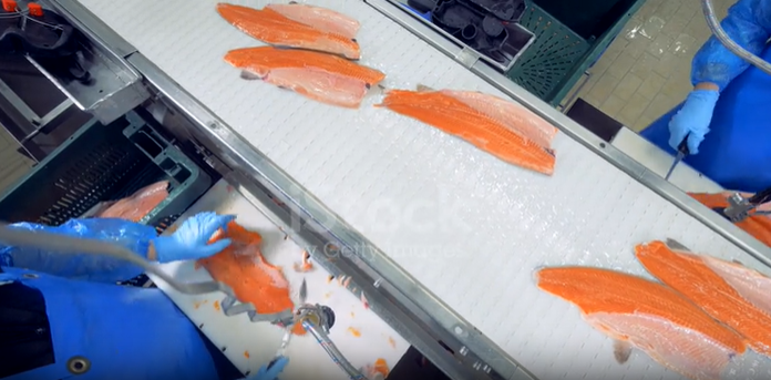 https://www.annilte.net/pu-cut-resistant-conveyor-belt-custom-engineered-for-russian-redfish-processing-product/